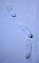 Snowy_Weather_Feb_09 (10)